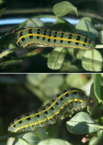 Réf. 310 599 : Colias alfacariensis